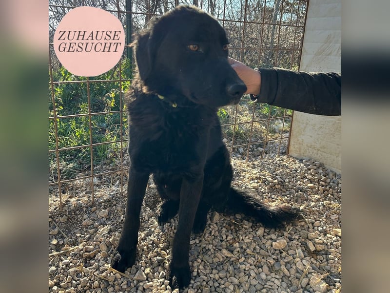 Dipsy sucht sein forever Home❤️
