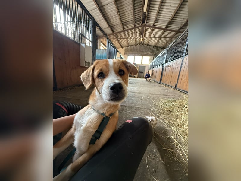 Rocky  und  (Tiffy Mischlingshündin kleinbleibend bis Mo reserviert)  suchen ein Körbchen 4 Monate