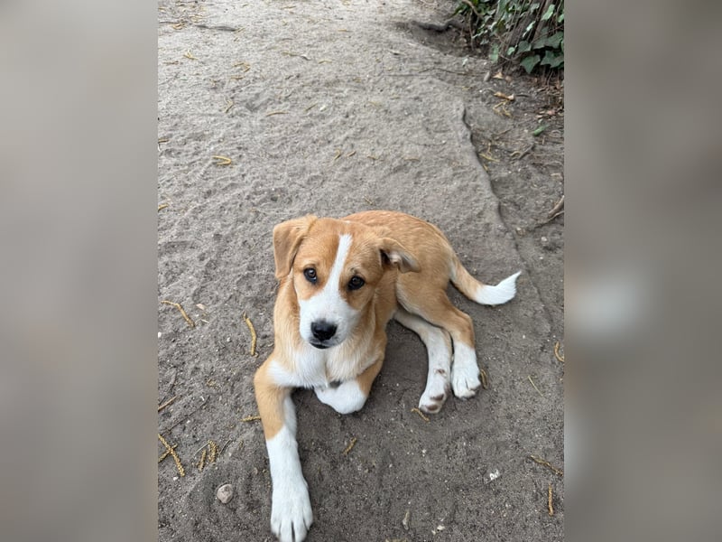 Rocky  und  (Tiffy Mischlingshündin kleinbleibend bis Mo reserviert)  suchen ein Körbchen 4 Monate