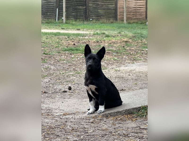 Rocky  und  (Tiffy Mischlingshündin kleinbleibend bis Mo reserviert)  suchen ein Körbchen 4 Monate