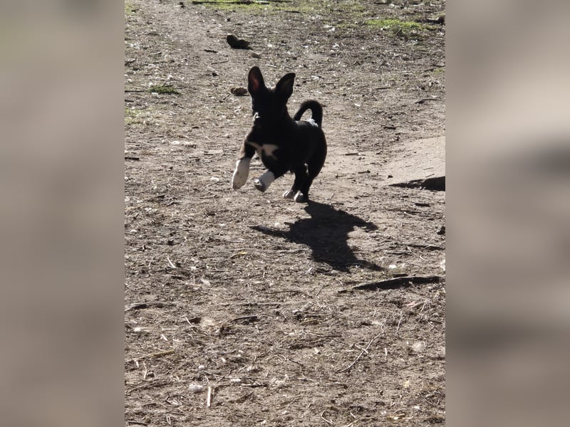 Rocky  und  (Tiffy Mischlingshündin kleinbleibend bis Mo reserviert)  suchen ein Körbchen 4 Monate