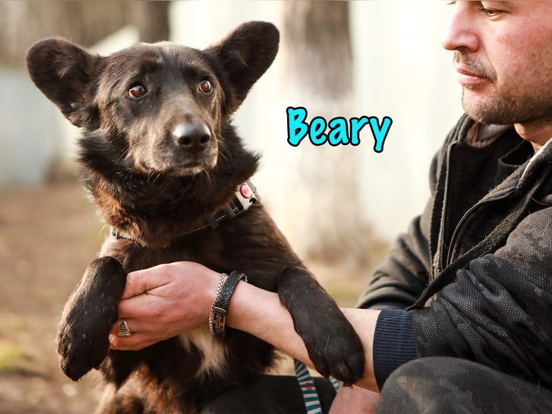 Beary 01/2020 - sanfter und ruhiger kleiner Schatz sucht ruhiges Zuhause!
