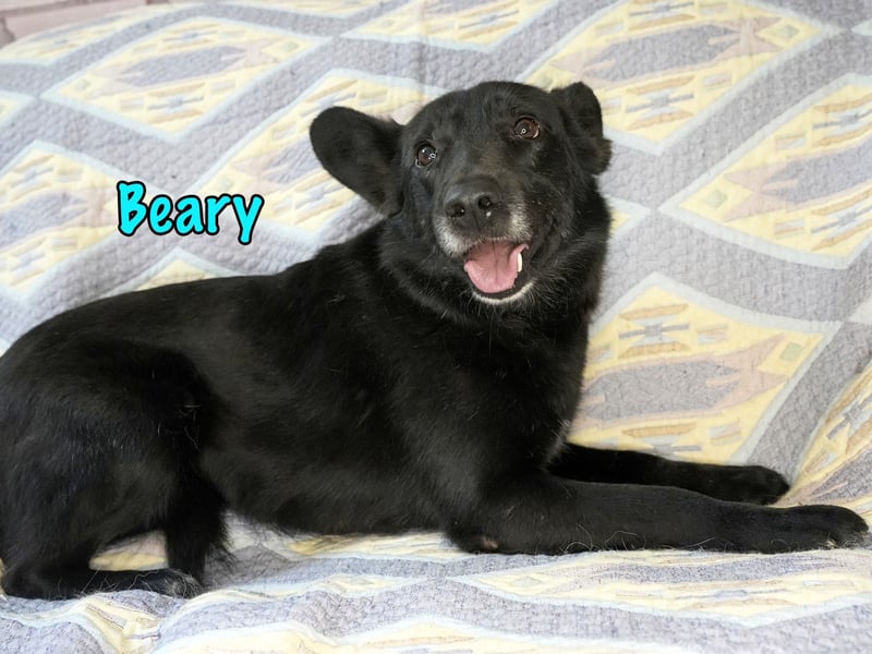 Beary 01/2020 - sanfter und ruhiger kleiner Schatz sucht ruhiges Zuhause!