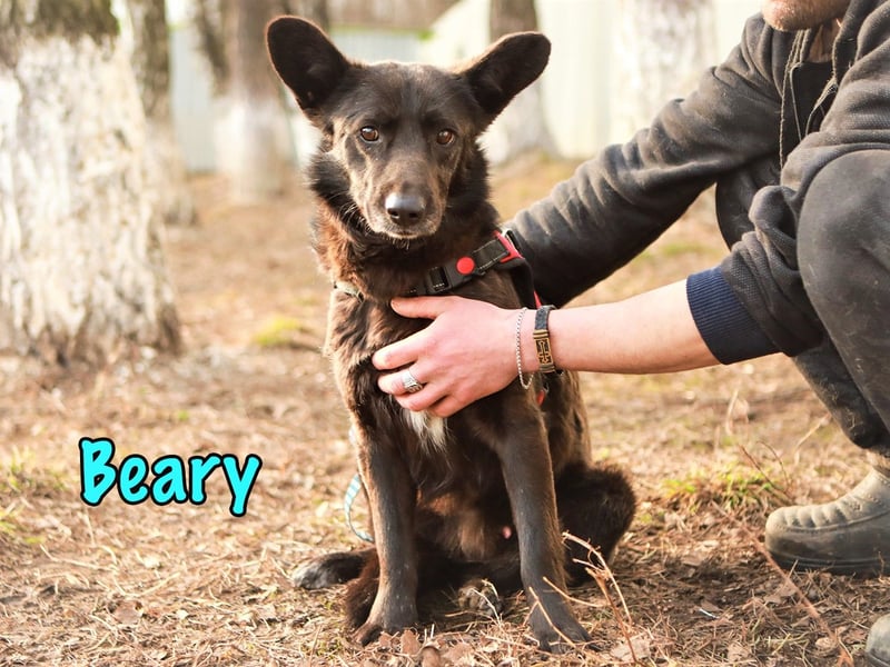 Beary 01/2020 - sanfter und ruhiger kleiner Schatz sucht ruhiges Zuhause!