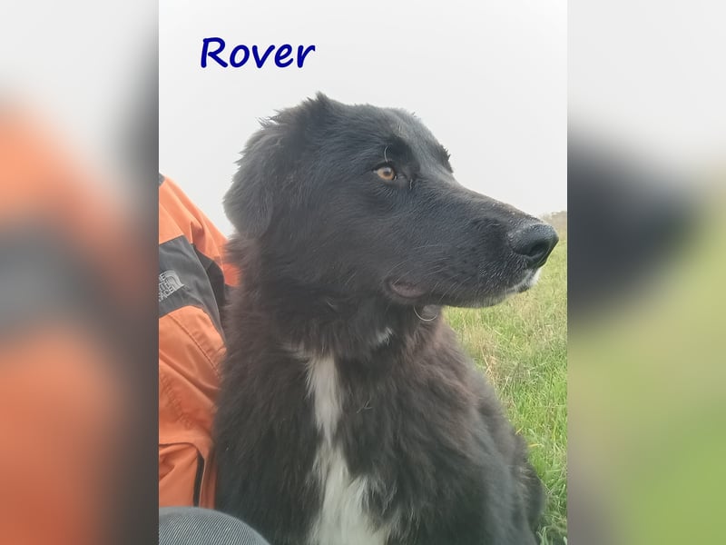 Rover 04/2024 (GRC) - ruhiger, geselliger und liebenswerter Junghund!