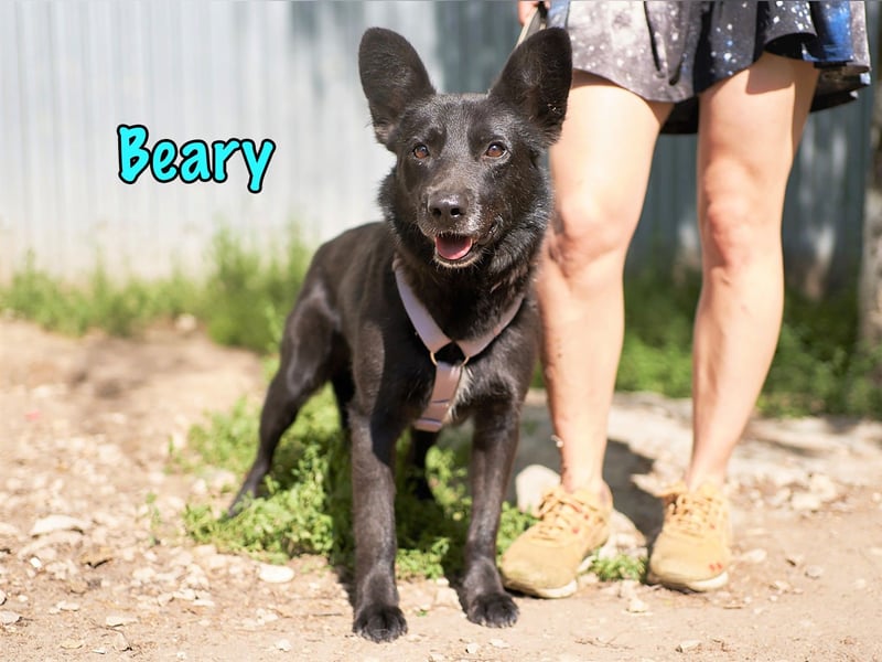 Beary 01/2020 - sanfter und ruhiger kleiner Schatz sucht ruhiges Zuhause!