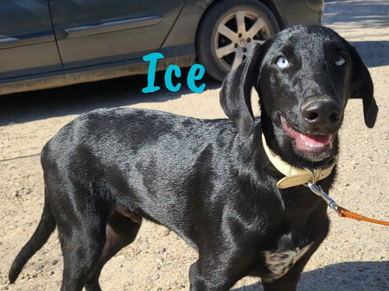 Ice 03/2024 (ESP) - verschmuster, ausgeglichener und sozialer Junghund!