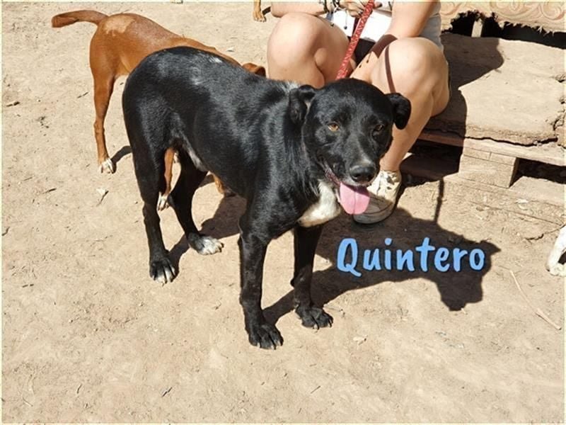 Quintero 08/2018 (ESP) - sehr hübscher, sozialer und verträglicher Rüde!