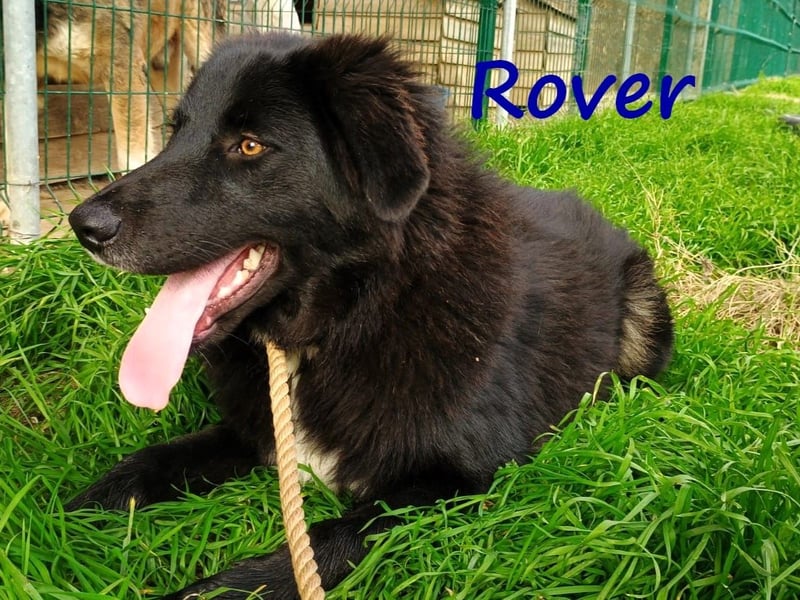 Rover 04/2024 (GRC) - ruhiger, geselliger und liebenswerter Junghund!