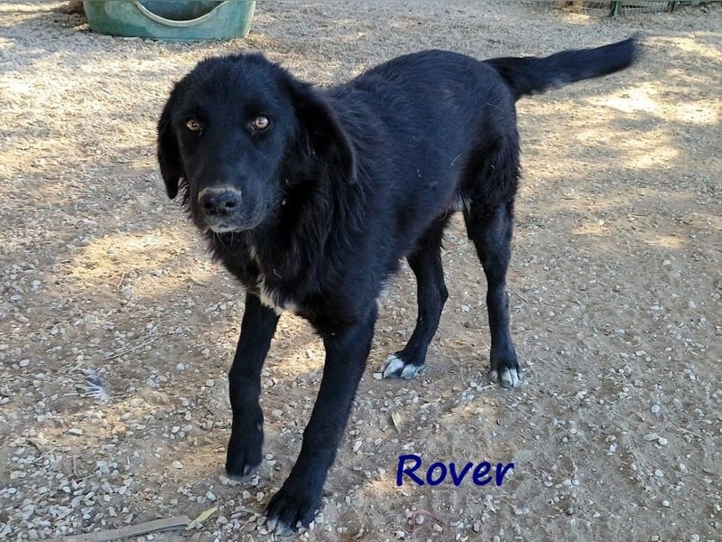 Rover 04/2024 (GRC) - ruhiger, geselliger und liebenswerter Junghund!