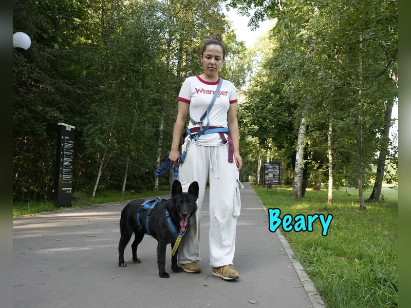 Beary 01/2020 - sanfter und ruhiger kleiner Schatz sucht ruhiges Zuhause!