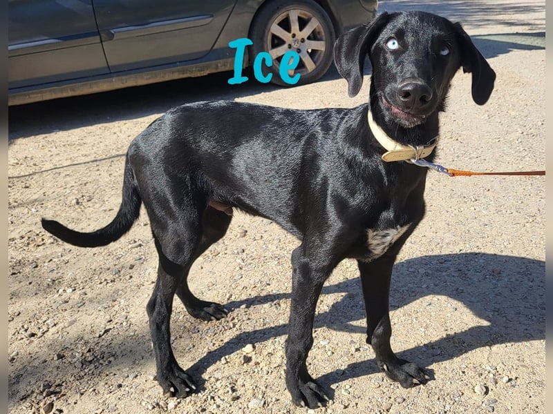 Ice 03/2024 (ESP) - verschmuster, ausgeglichener und sozialer Junghund!