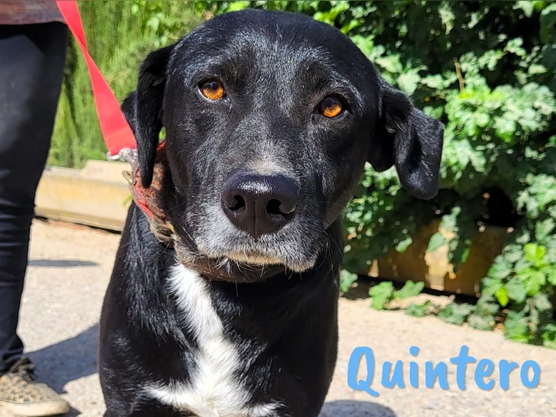 Quintero 08/2018 (ESP) - sehr hübscher, sozialer und verträglicher Rüde!