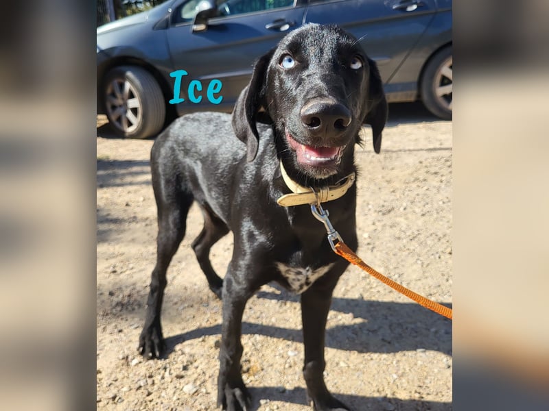 Ice 03/2024 (ESP) - verschmuster, ausgeglichener und sozialer Junghund!