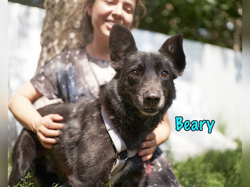 Beary 01/2020 - sanfter und ruhiger kleiner Schatz sucht ruhiges Zuhause!