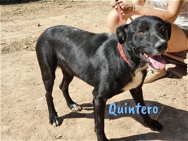 Quintero 08/2018 (ESP) - sehr hübscher, sozialer und verträglicher Rüde!