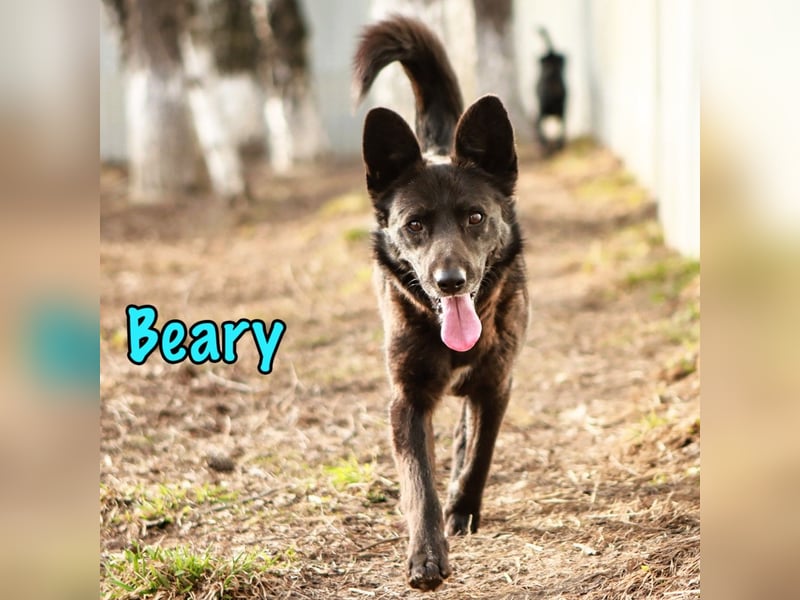Beary 01/2020 - sanfter und ruhiger kleiner Schatz sucht ruhiges Zuhause!