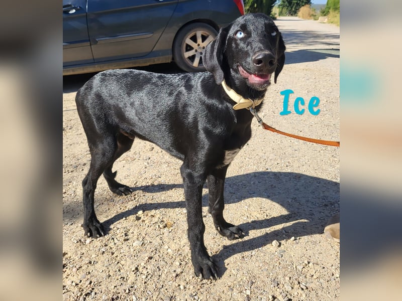 Ice 03/2024 (ESP) - verschmuster, ausgeglichener und sozialer Junghund!