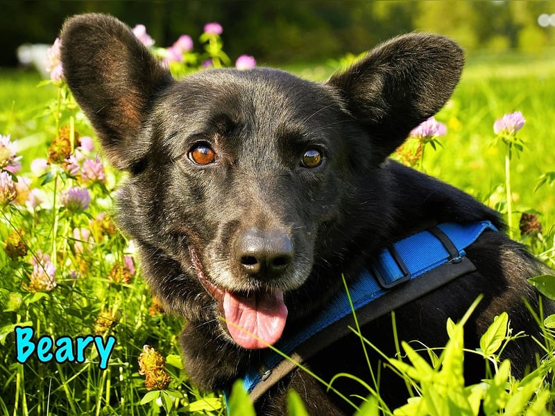 Beary 01/2020 - sanfter und ruhiger kleiner Schatz sucht ruhiges Zuhause!
