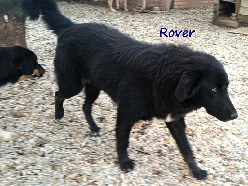 Rover 04/2024 (GRC) - ruhiger, geselliger und liebenswerter Junghund!
