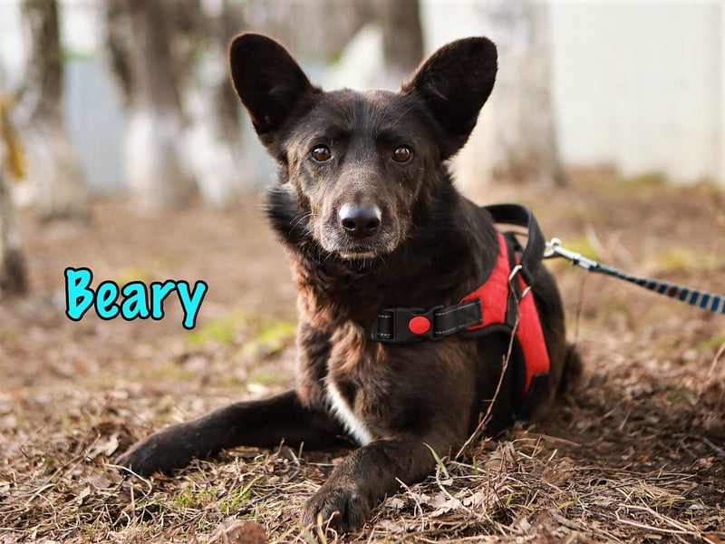 Beary 01/2020 - sanfter und ruhiger kleiner Schatz sucht ruhiges Zuhause!