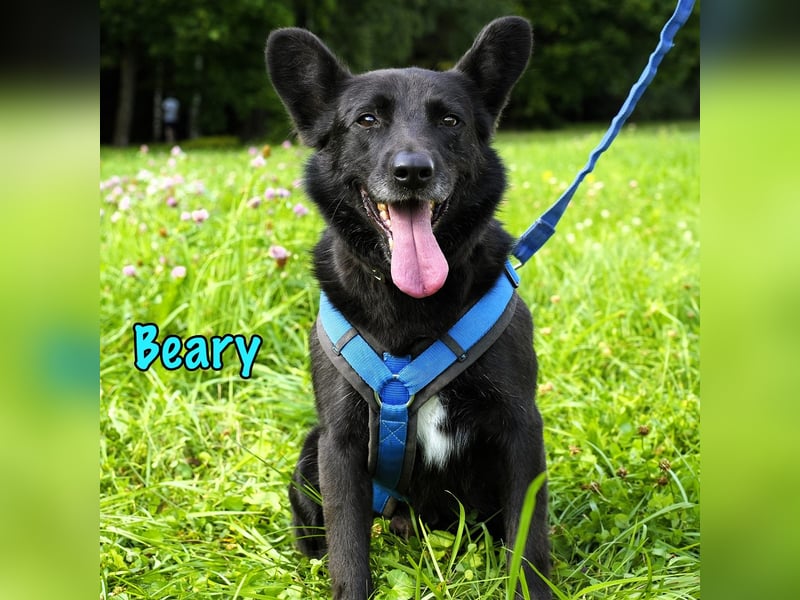Beary 01/2020 - sanfter und ruhiger kleiner Schatz sucht ruhiges Zuhause!