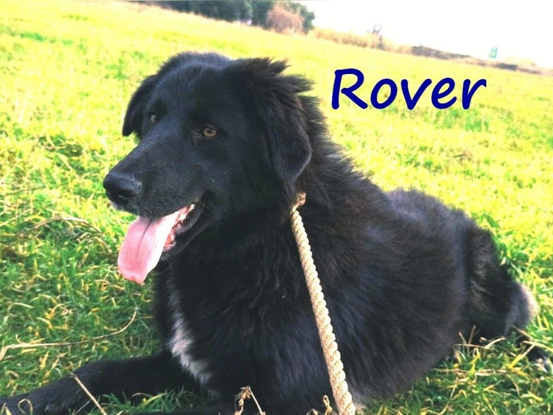 Rover 04/2024 (GRC) - ruhiger, geselliger und liebenswerter Junghund!