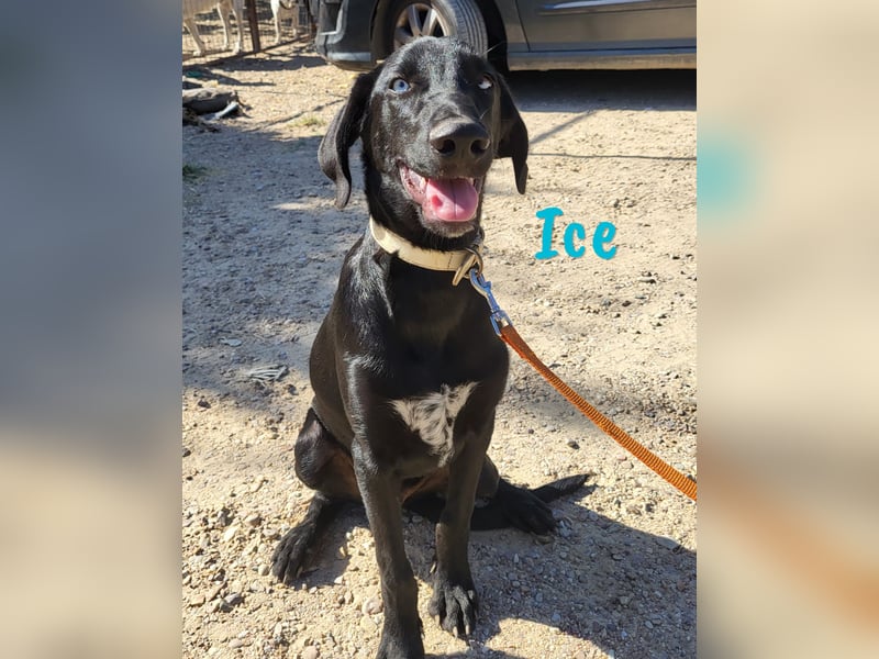 Ice 03/2024 (ESP) - verschmuster, ausgeglichener und sozialer Junghund!