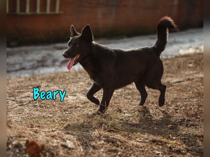 Beary 01/2020 - sanfter und ruhiger kleiner Schatz sucht ruhiges Zuhause!