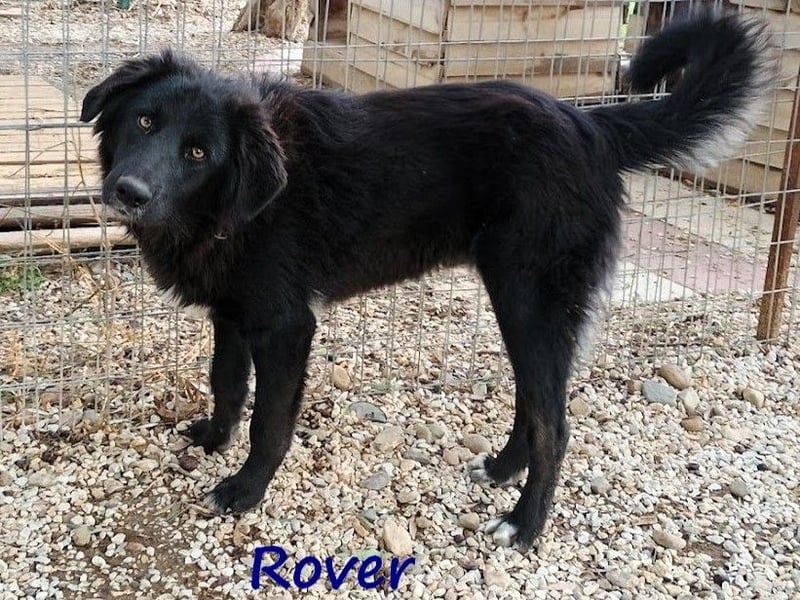 Rover 04/2024 (GRC) - ruhiger, geselliger und liebenswerter Junghund!