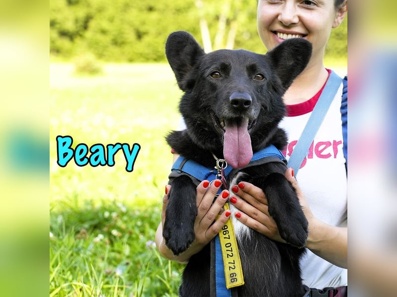 Beary 01/2020 - sanfter und ruhiger kleiner Schatz sucht ruhiges Zuhause!