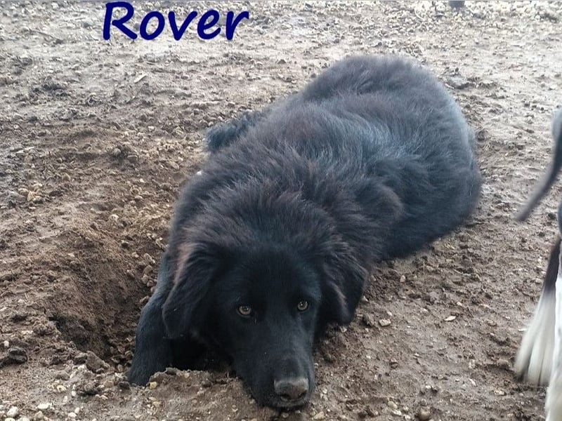 Rover 04/2024 (GRC) - ruhiger, geselliger und liebenswerter Junghund!