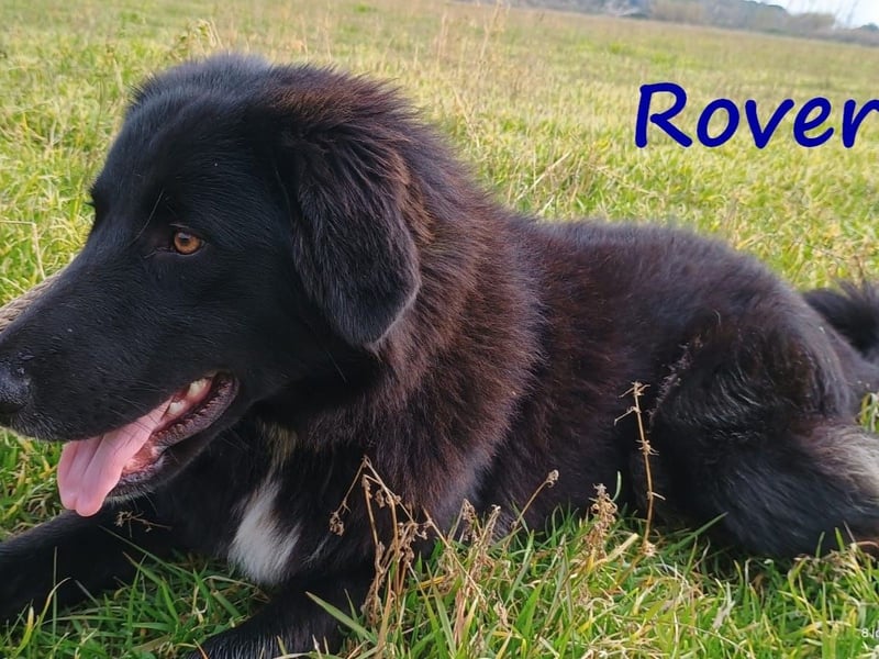 Rover 04/2024 (GRC) - ruhiger, geselliger und liebenswerter Junghund!