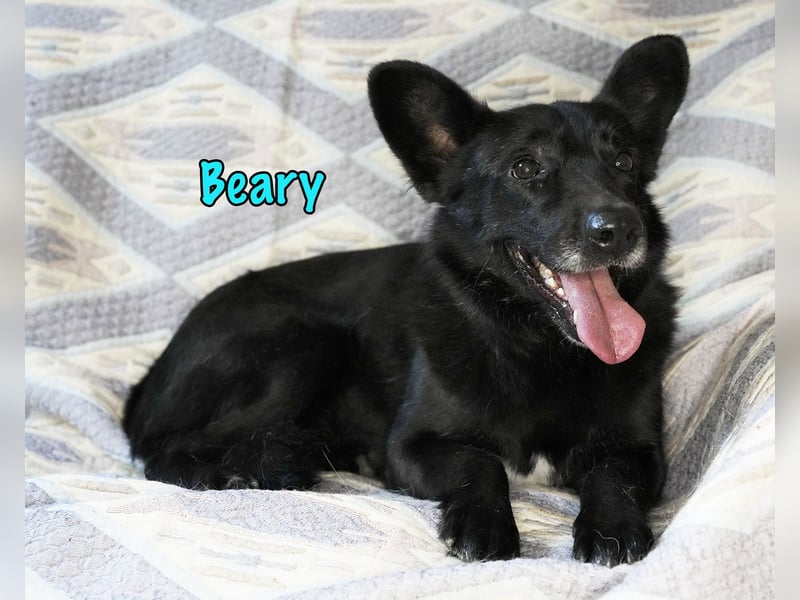 Beary 01/2020 - sanfter und ruhiger kleiner Schatz sucht ruhiges Zuhause!