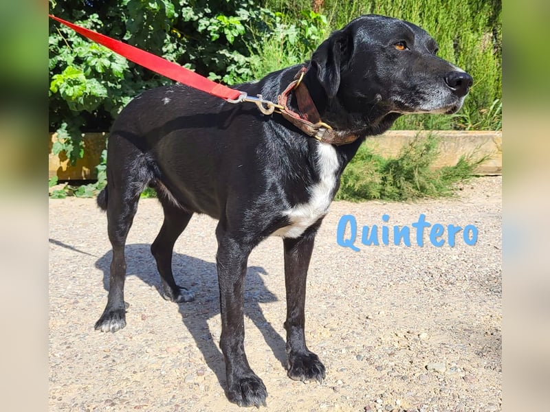 Quintero 08/2018 (ESP) - sehr hübscher, sozialer und verträglicher Rüde!