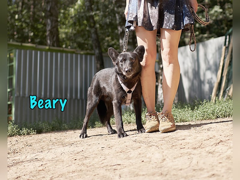 Beary 01/2020 - sanfter und ruhiger kleiner Schatz sucht ruhiges Zuhause!