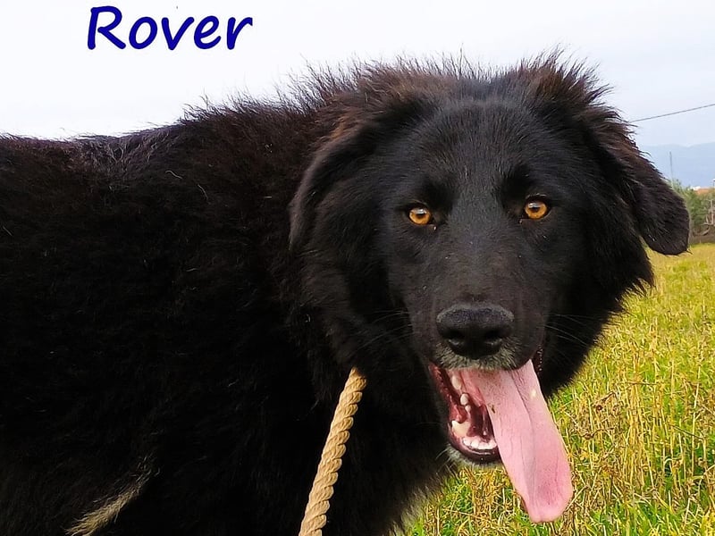 Rover 04/2024 (GRC) - ruhiger, geselliger und liebenswerter Junghund!