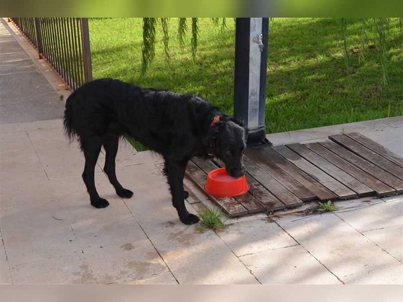 Jimmy sucht sein für immer zu Hause