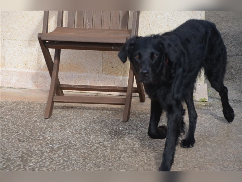 Jimmy sucht sein für immer zu Hause