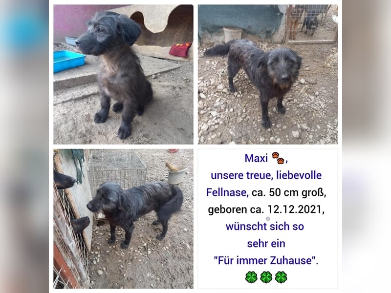 Unser kleiner Maxi