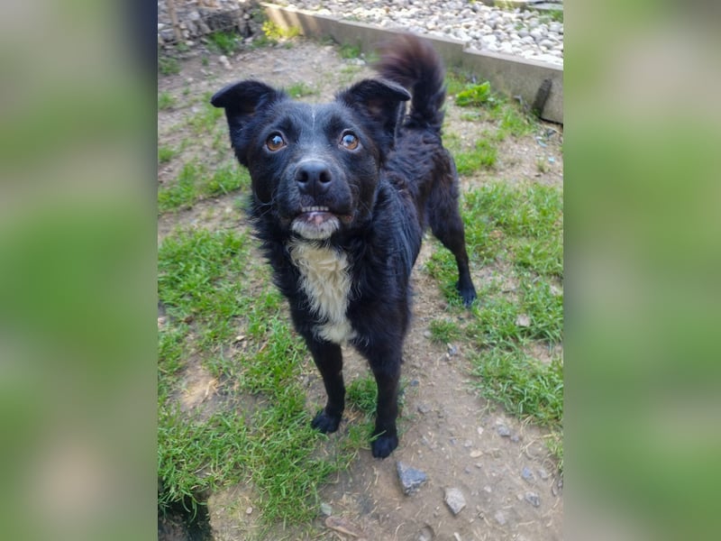 Verspielter ELVIS- sucht Zuhause für immer