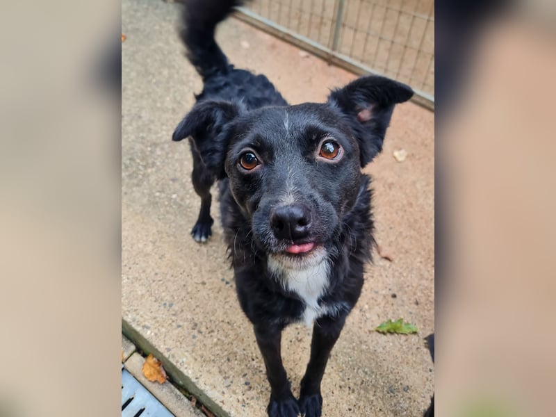 Verspielter ELVIS- sucht Zuhause für immer