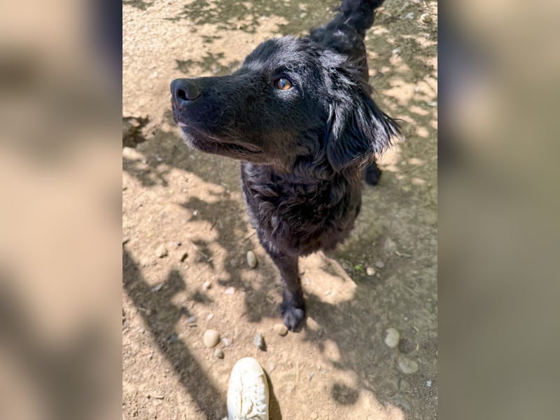 Verspielter TRUNTO - Traumbub mit dem Potential zum Herzenshund