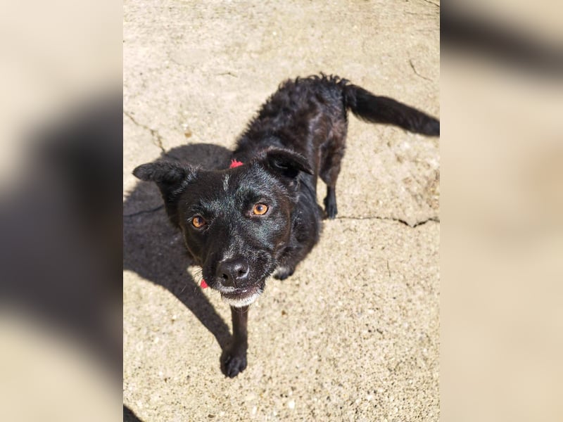 Verspielter ELVIS- sucht Zuhause für immer