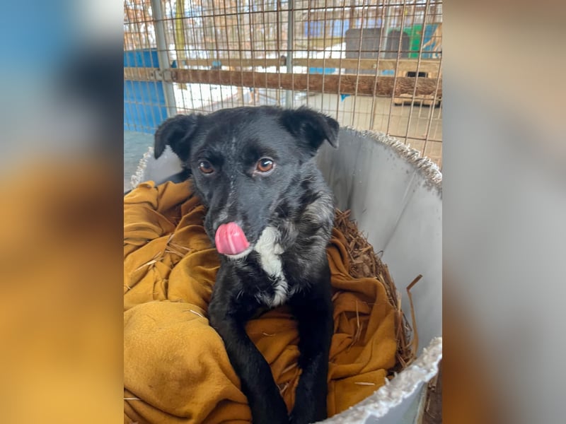 Verspielter ELVIS- sucht Zuhause für immer