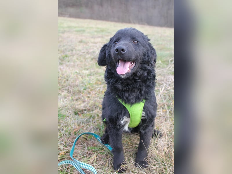 Verspielter TRUNTO - Traumbub mit dem Potential zum Herzenshund
