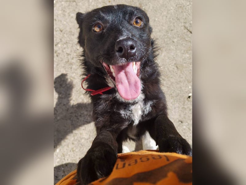 Verspielter ELVIS- sucht Zuhause für immer