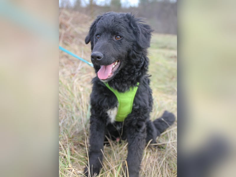 Verspielter TRUNTO - Traumbub mit dem Potential zum Herzenshund