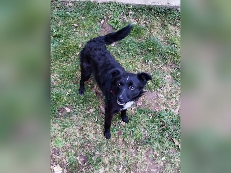 Verspielter ELVIS- sucht Zuhause für immer