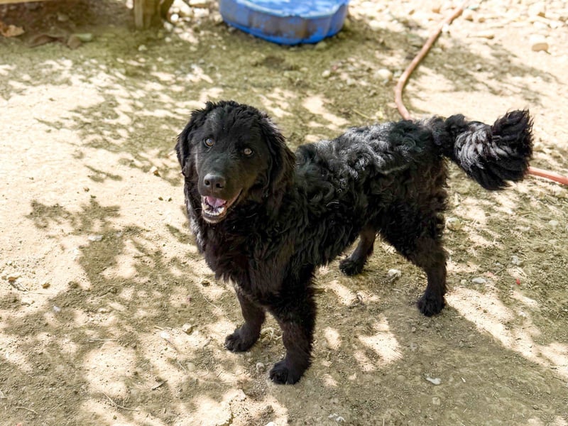 Verspielter TRUNTO - Traumbub mit dem Potential zum Herzenshund